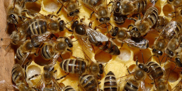 ABEJA2